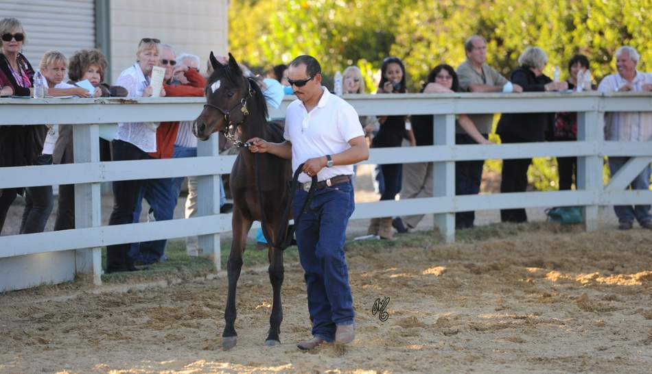 The presentation of the Silver Maple Farm horses, hosted by Christie & Henry Metz!