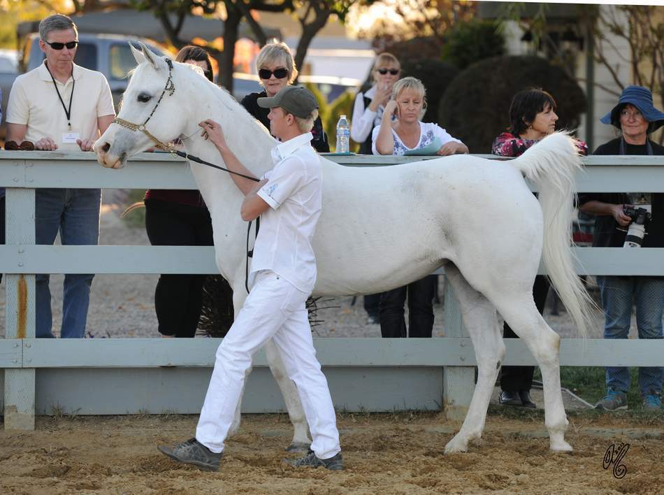 The presentation of the Silver Maple Farm horses, hosted by Christie & Henry Metz!