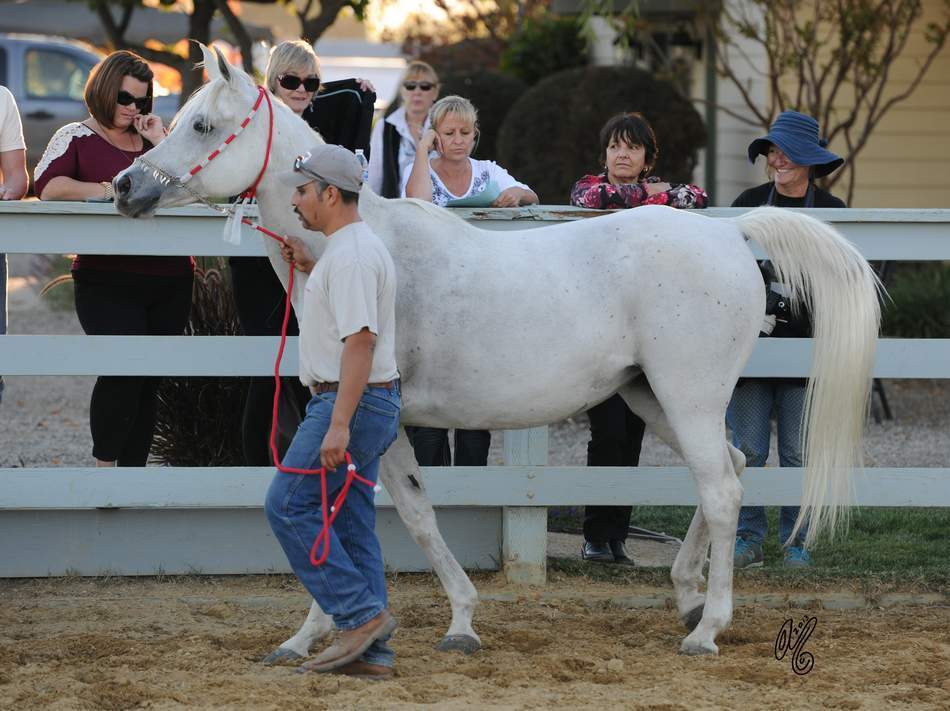 The presentation of the Silver Maple Farm horses, hosted by Christie & Henry Metz!