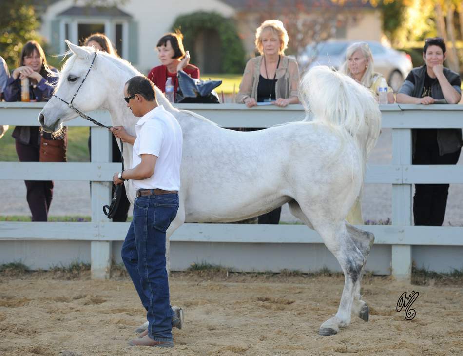 The presentation of the Silver Maple Farm horses, hosted by Christie & Henry Metz!