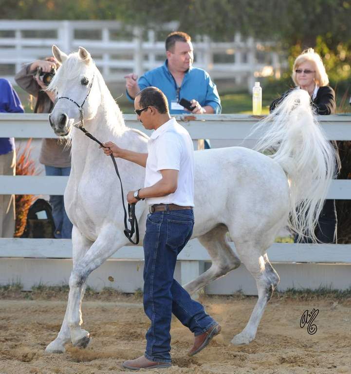 The presentation of the Silver Maple Farm horses, hosted by Christie & Henry Metz!