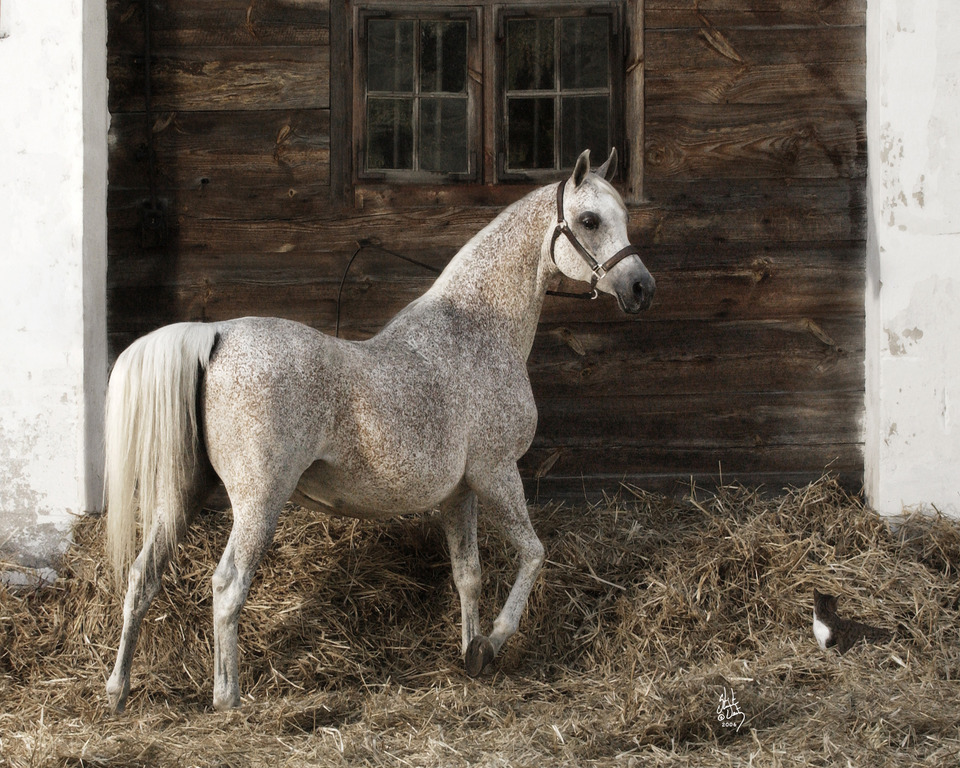 Pepesza
Photo by Stuart Vesty
