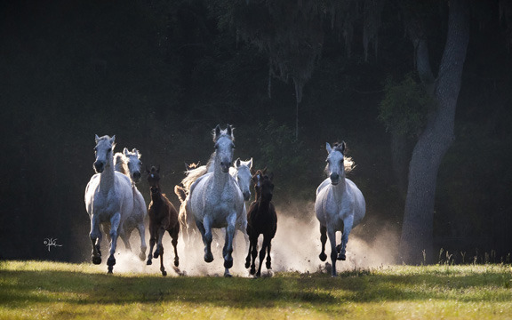 Hennessey Arabians
Photo by April Visel