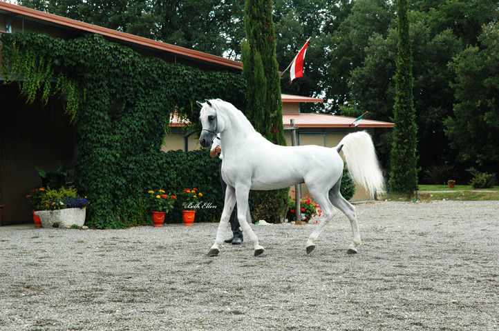 GIACOMO CAPACCI OPEN HOUSE