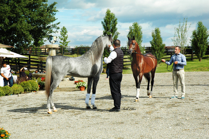 GIACOMO CAPACCI OPEN HOUSE