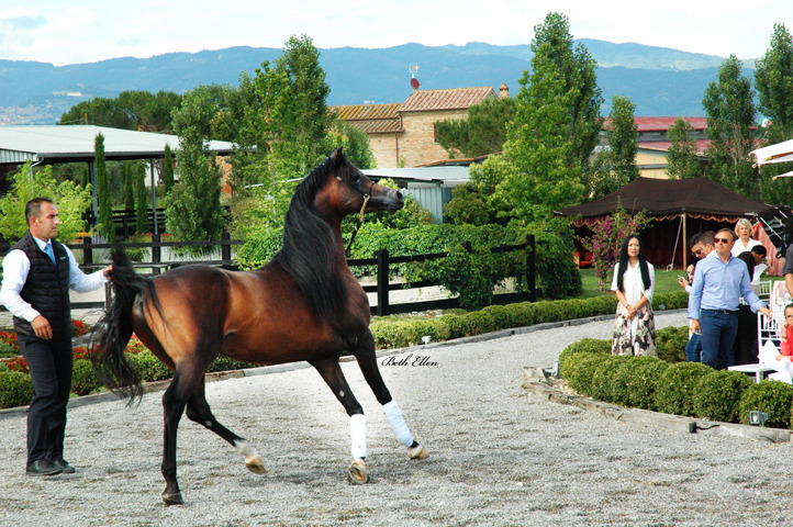 GIACOMO CAPACCI OPEN HOUSE