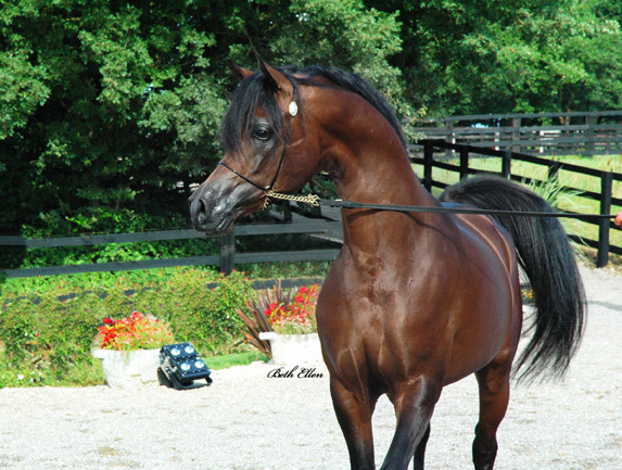 GIACOMO CAPACCI OPEN HOUSE