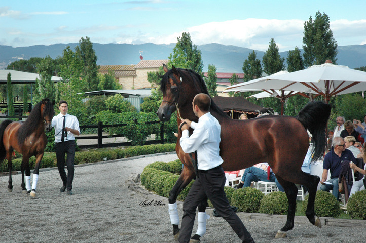 GIACOMO CAPACCI OPEN HOUSE