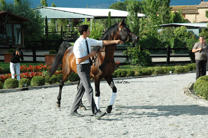 GIACOMO CAPACCI OPEN HOUSE