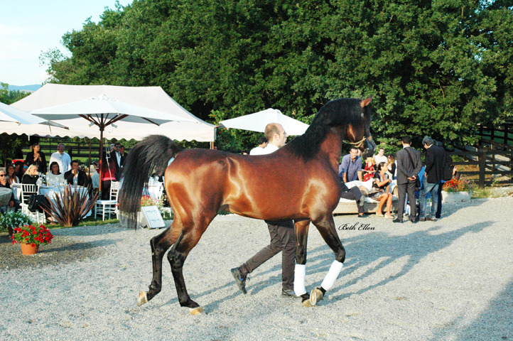 GIACOMO CAPACCI OPEN HOUSE