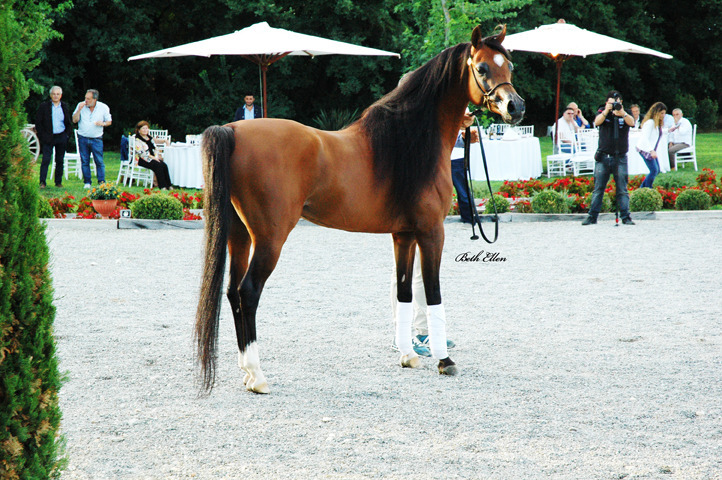 GIACOMO CAPACCI OPEN HOUSE