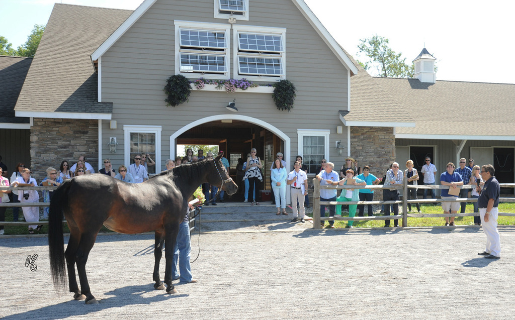 The presentation of the Thornewood Farm horses