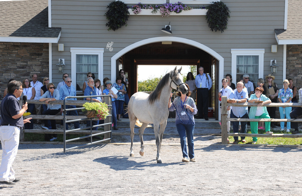 The presentation of the Thornewood Farm horses