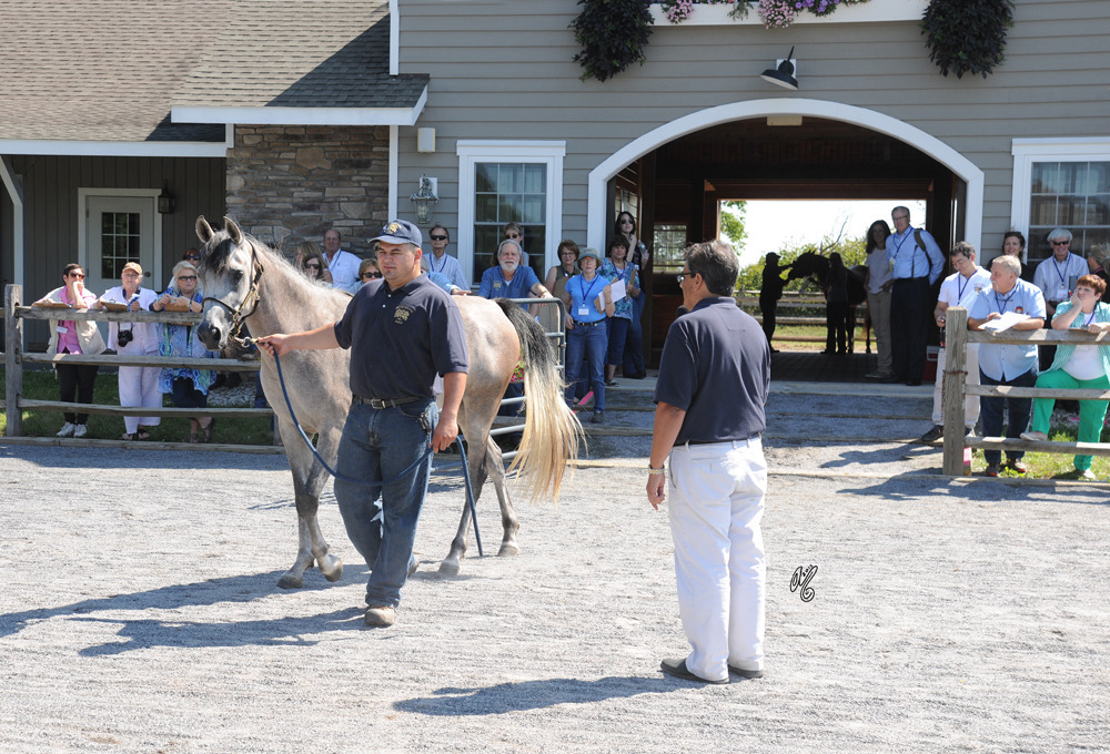 The presentation of the Thornewood Farm horses