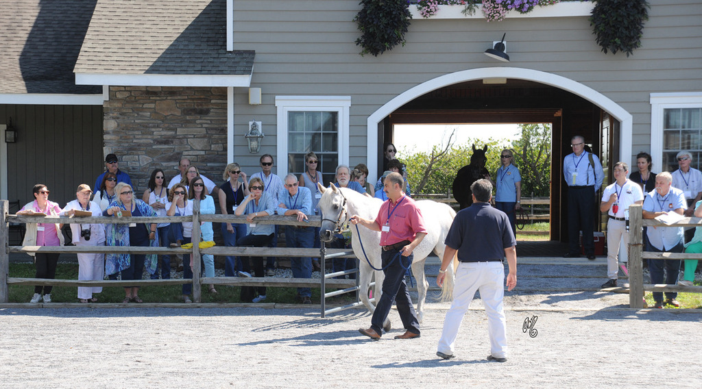 The presentation of the Thornewood Farm horses