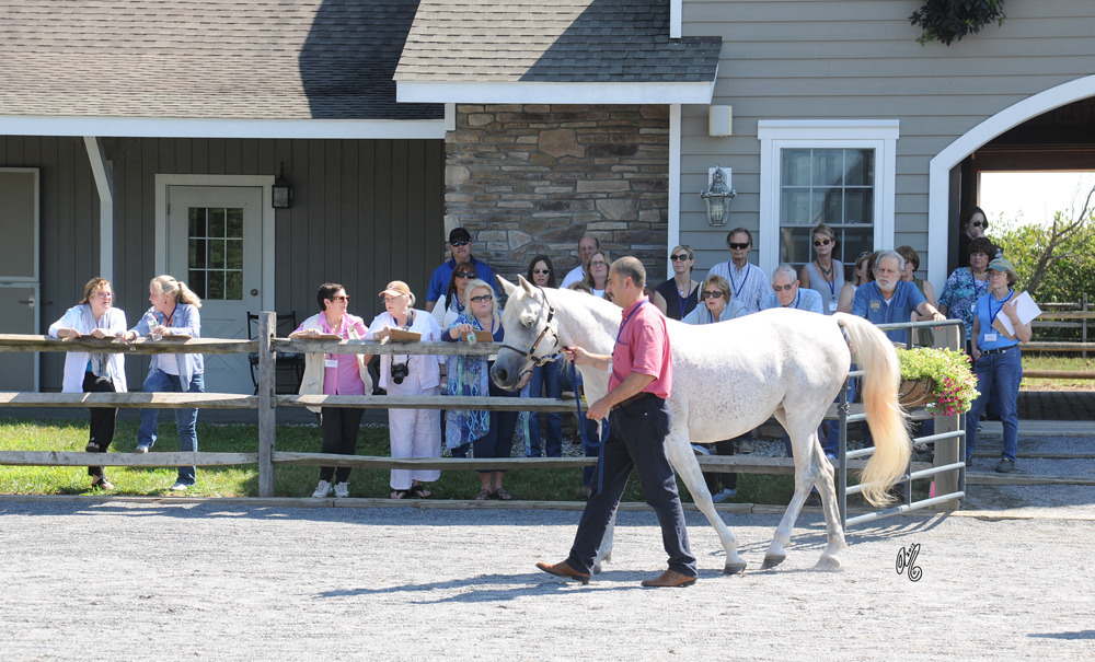 The presentation of the Thornewood Farm horses