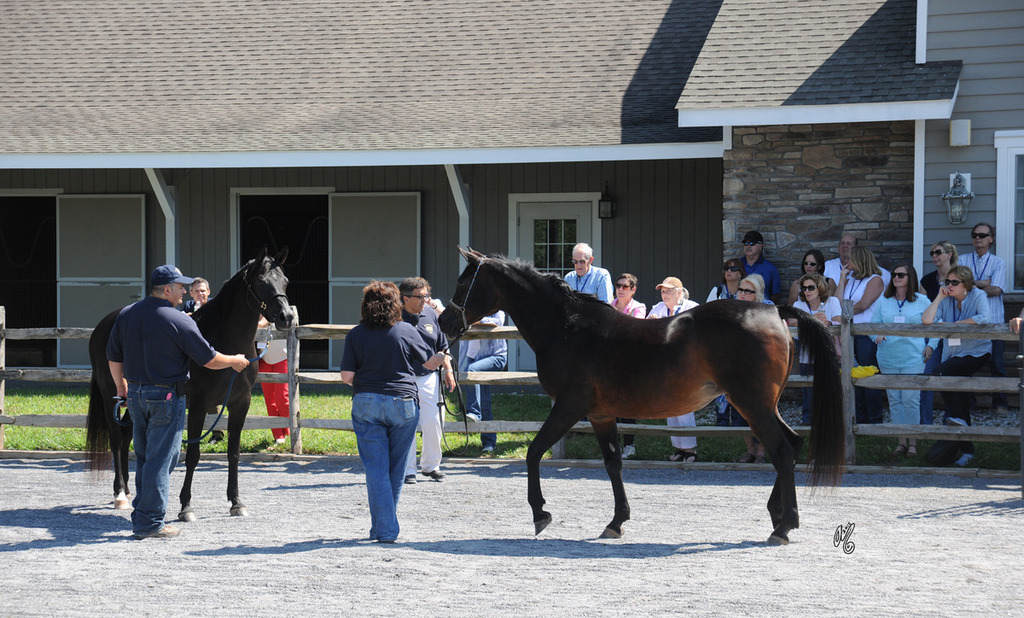 The presentation of the Thornewood Farm horses