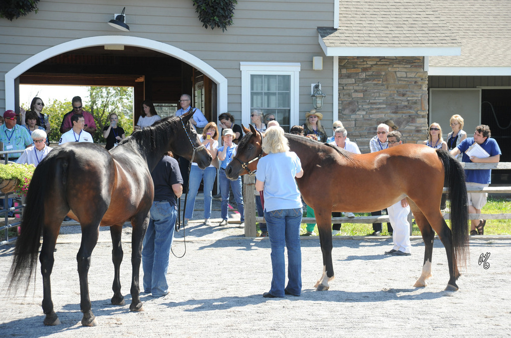 The presentation of the Thornewood Farm horses
