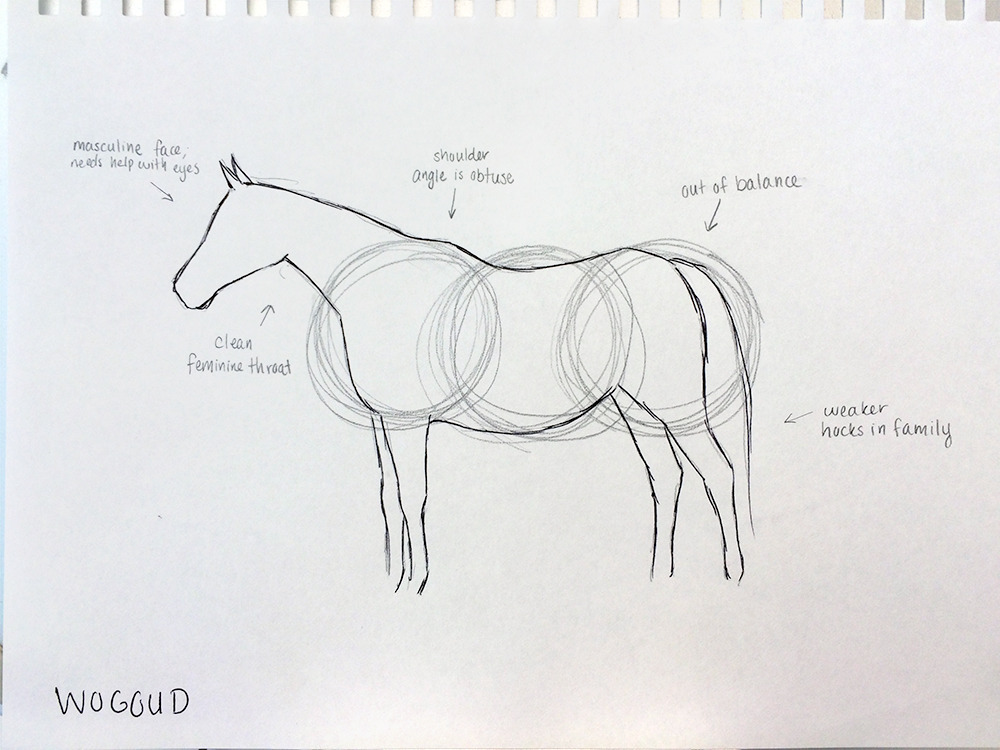 Augusta Hammock's drawing of Wogoud which helped her group choose a sire