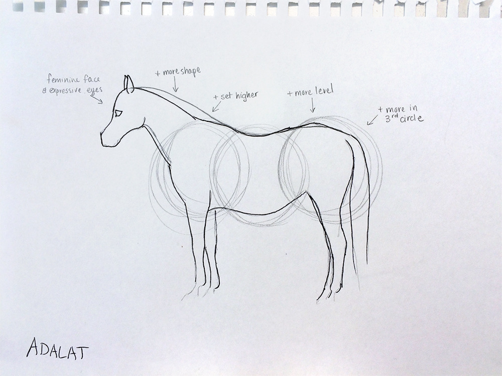 Augusta Hammock's drawing of Adalat which helped her group choose a sire