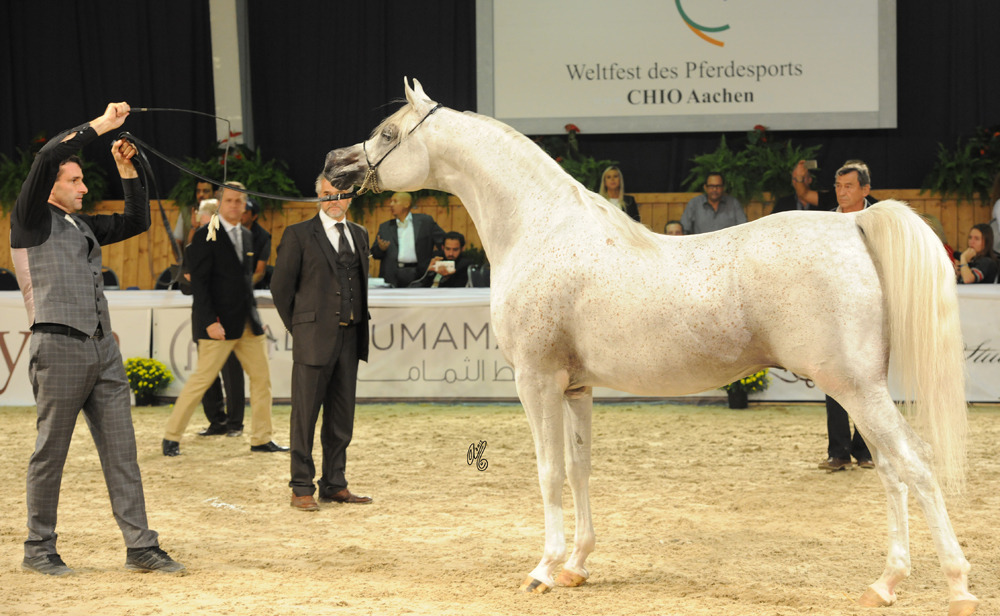 Senior Stallion Bronze Champion AJA Justified (WH Justice X AJA Beneja) 