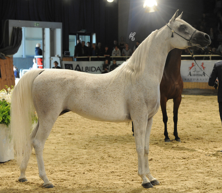 Senior Mare Bronze Champion Salwa Al Zobair (Marajj X Esklawa)