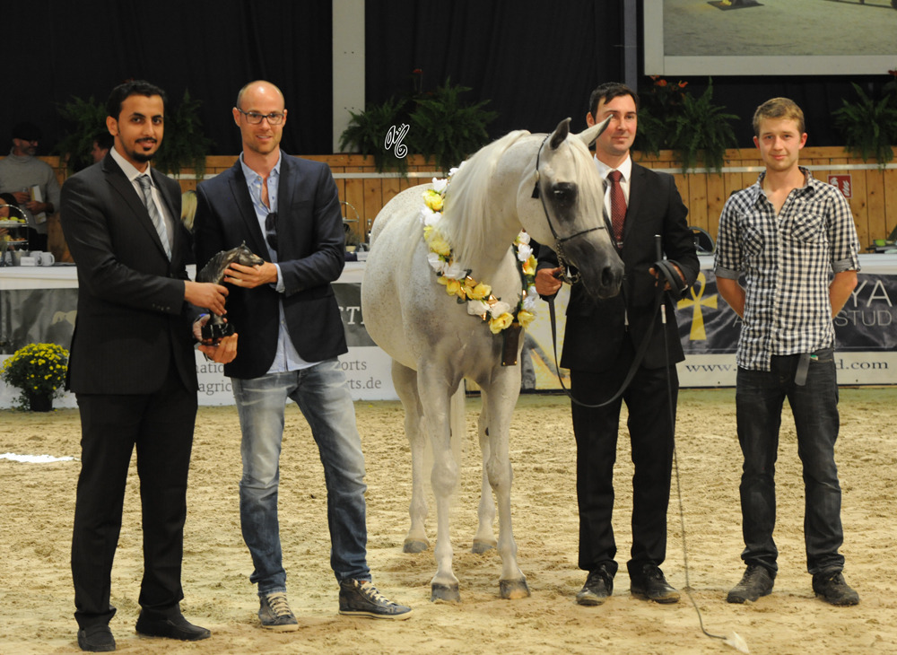 Senior Mare Bronze Champion Salwa Al Zobair (Marajj X Esklawa)