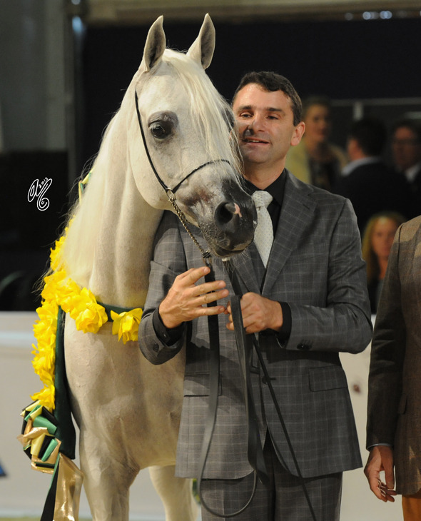 Senior Mare Gold Champion F.M. Gloriaa (WH Justice X Psity Of Angels)
