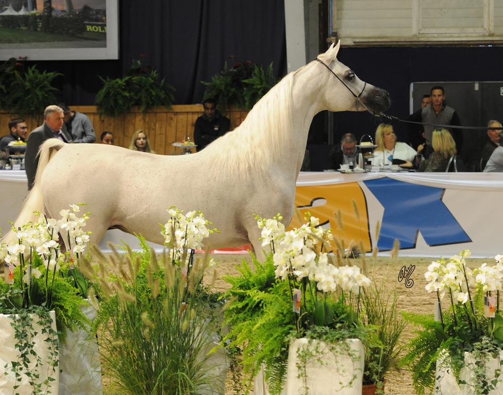 Senior Mare Gold Champion F.M. Gloriaa (WH Justice X Psity Of Angels)