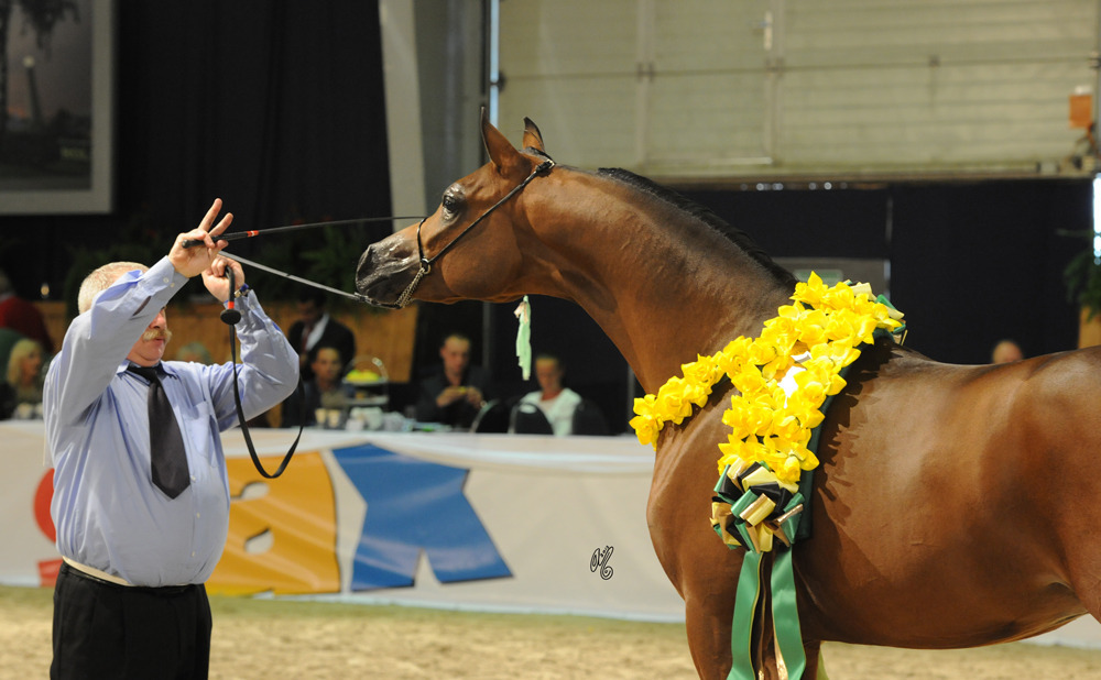 Junior Colt Gold Champion Morion (Kahil Al Shaqab X Mesalina)