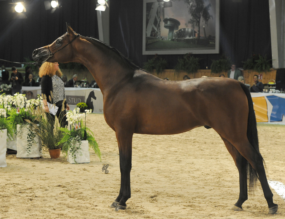 Junior Colt Gold Champion Morion (Kahil Al Shaqab X Mesalina)