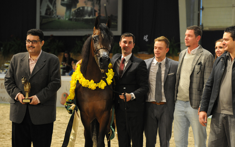 Junior Filly Gold Champion Piacolla (Enzo X Polonica)