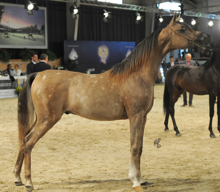 Yearling Colt Gold Champion  AJ Azzam (AJ Mordan X Ysadora)