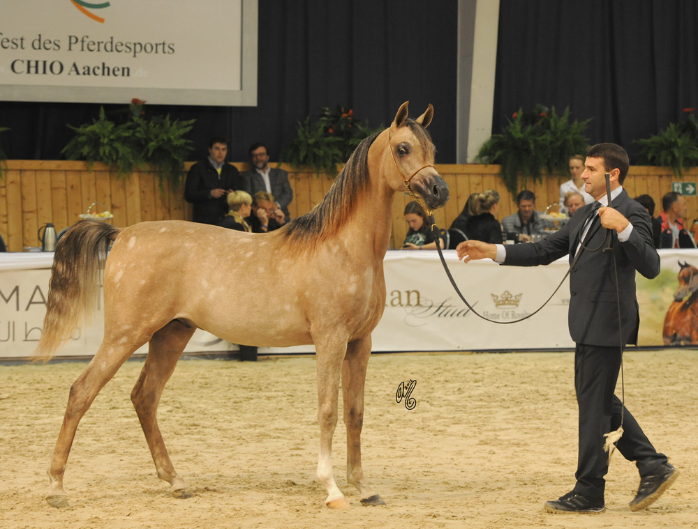 Yearling Colt Gold Champion  AJ Azzam (AJ Mordan X Ysadora)