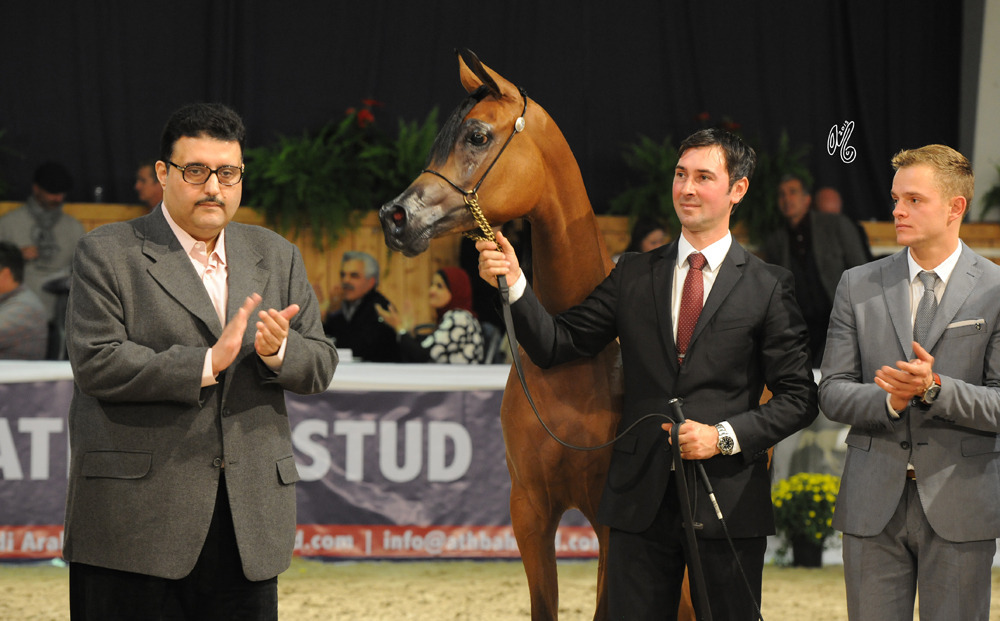 Yearling Filly Bronze Champion Rewayah Athbah (EKS Alihandro X Fedora RG)