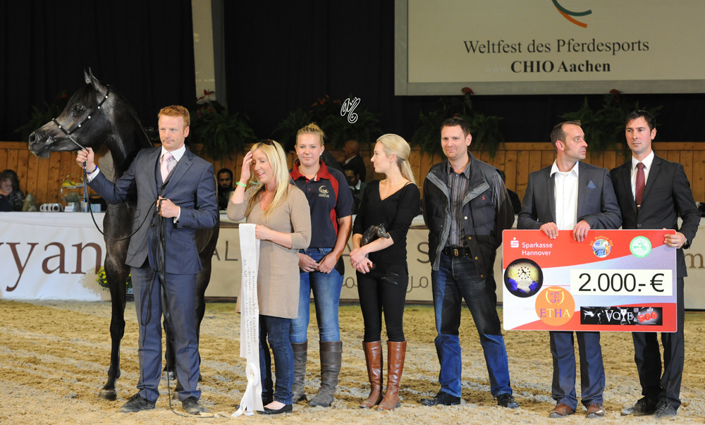 Gelding Bronze Champion Briery Edykt (Emir Ibn Nahaman X GHS Psydiva)