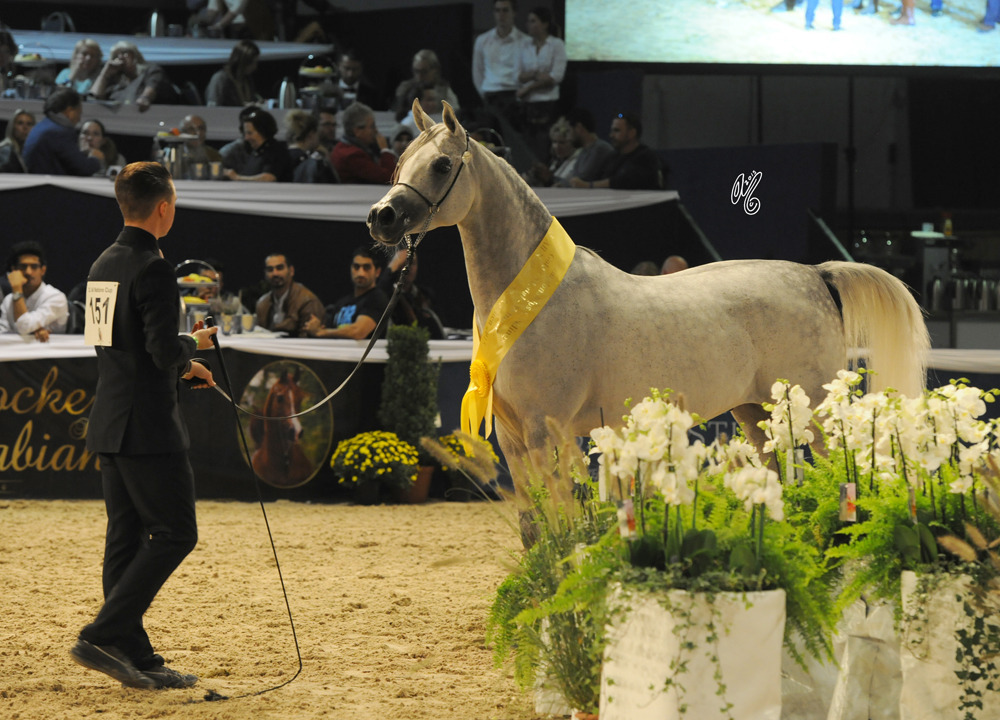 Gelding Gold Champion AJA Adonis (Wh Justice X Sanadina)
