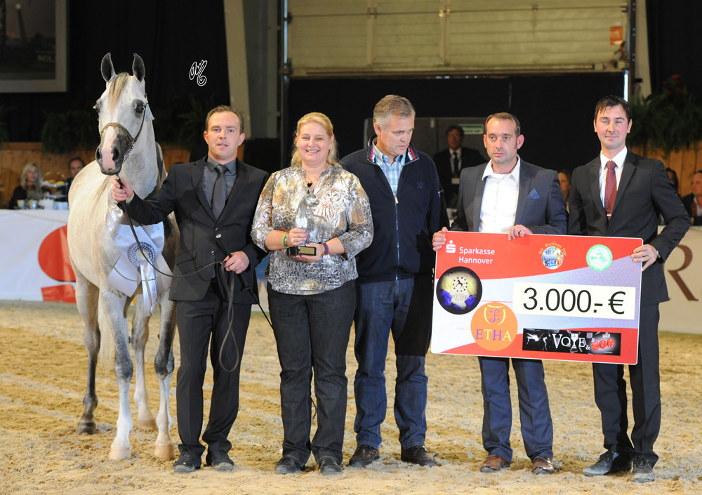 Gelding Silver Champion Postar (Om El Bellissimo X Pomerania)