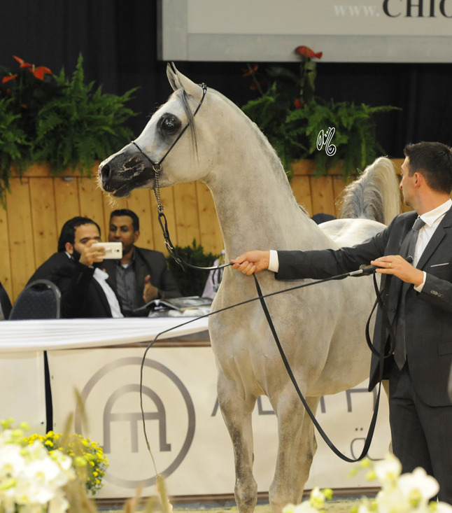 AJA Justafire (WH Justice X AJA First Love)