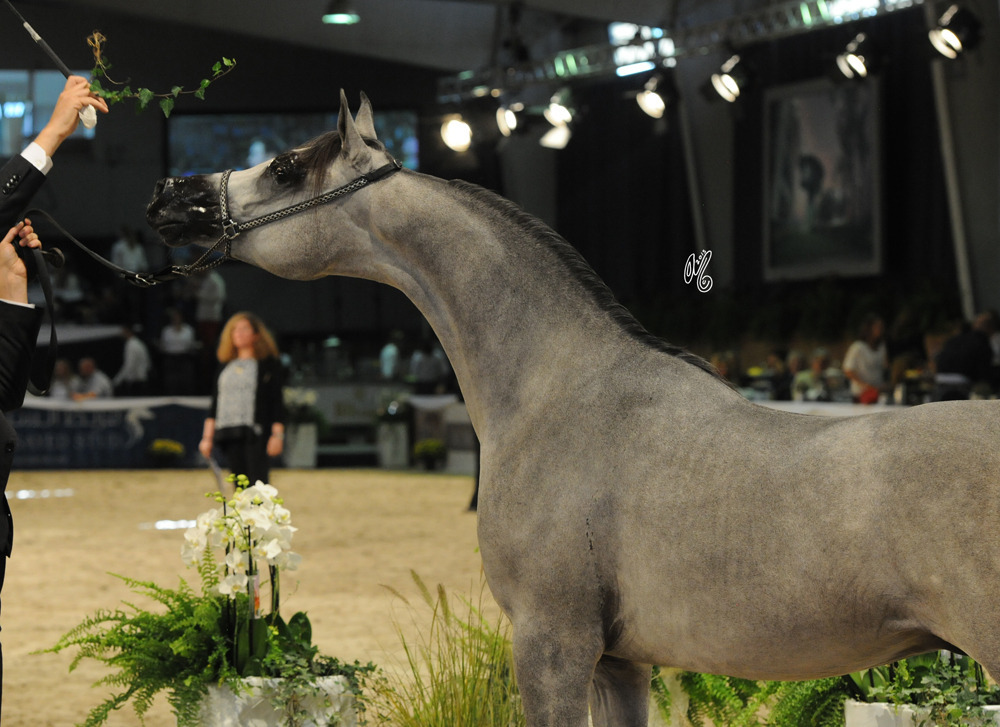 D Aasef (Marajj X Lumiar Bint Balzac)