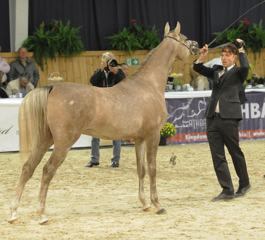 Fuerte (Shanghai EA X  Frymuszka)