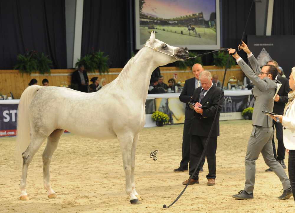 L Farahdiba (WH Justice X Feemi)