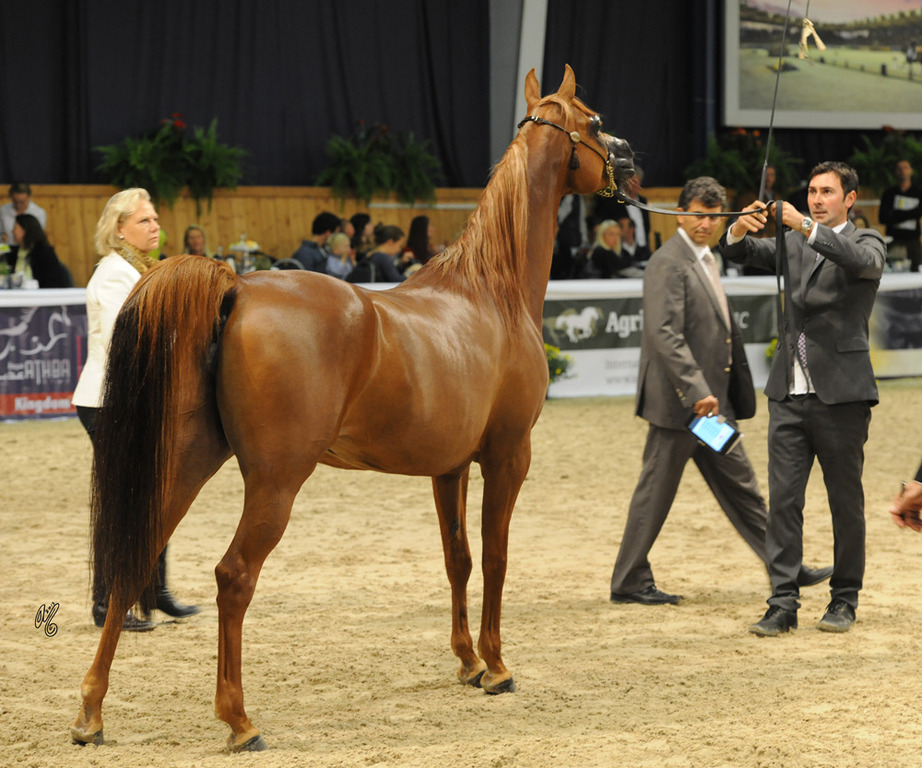 Rohara Rebecca (Magnum Psyche X Somewhere Mi Love)