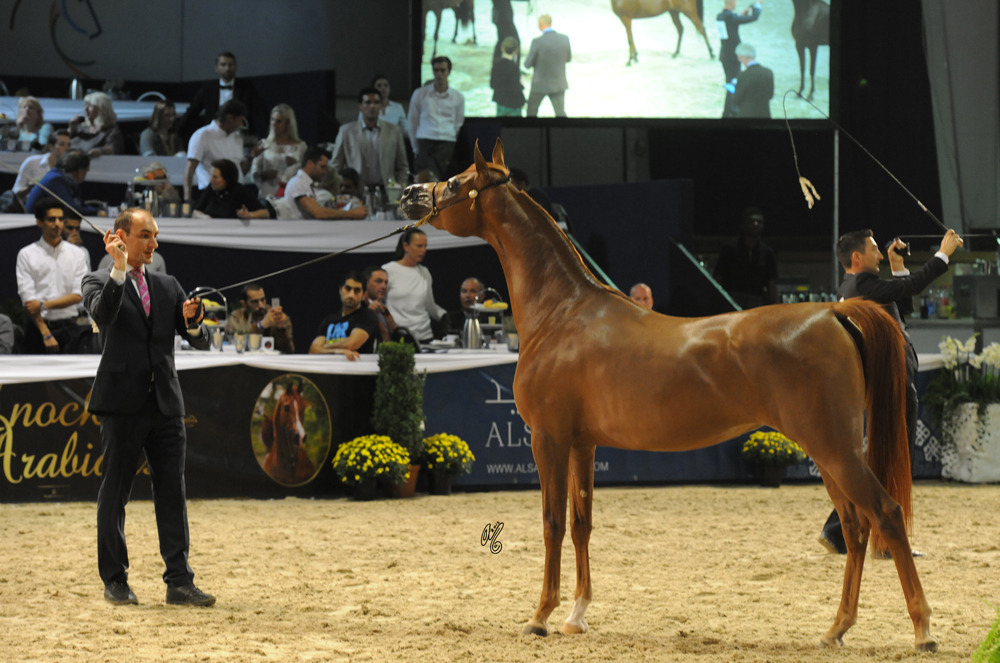 Star Of Vitorio ORA (Vitorio TO X Star Of Gaishea)