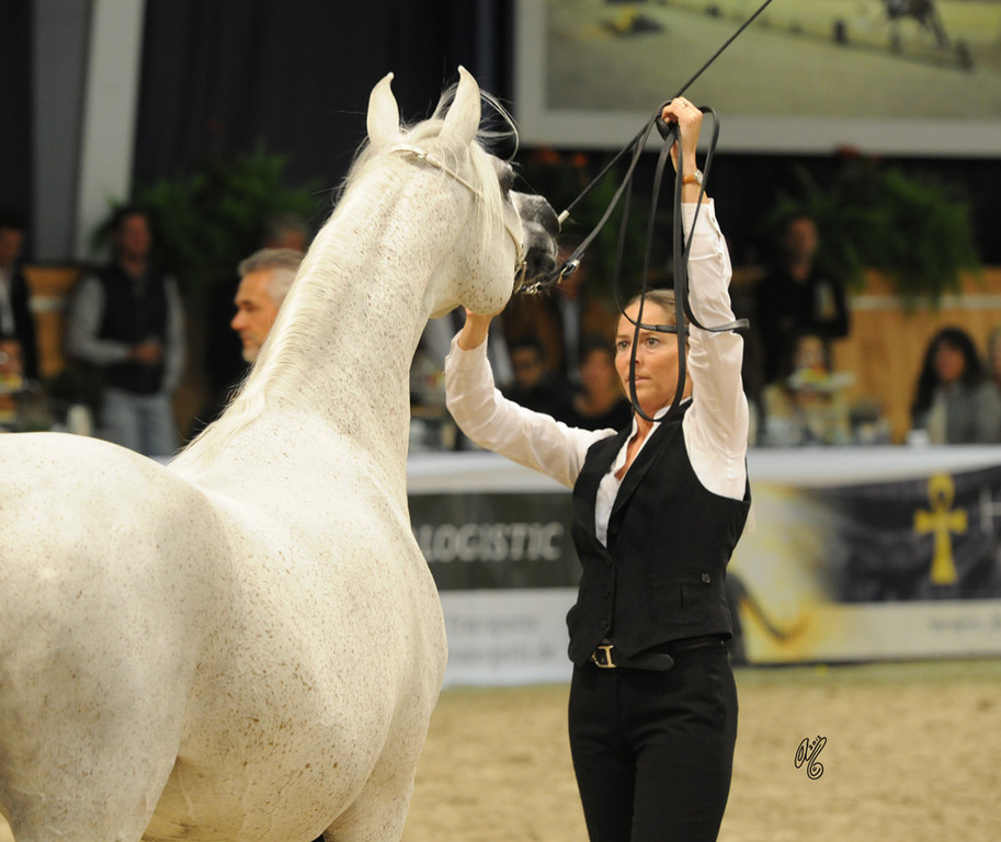 Tamara LL (Gris El Jamaal X Sweet Alladina)