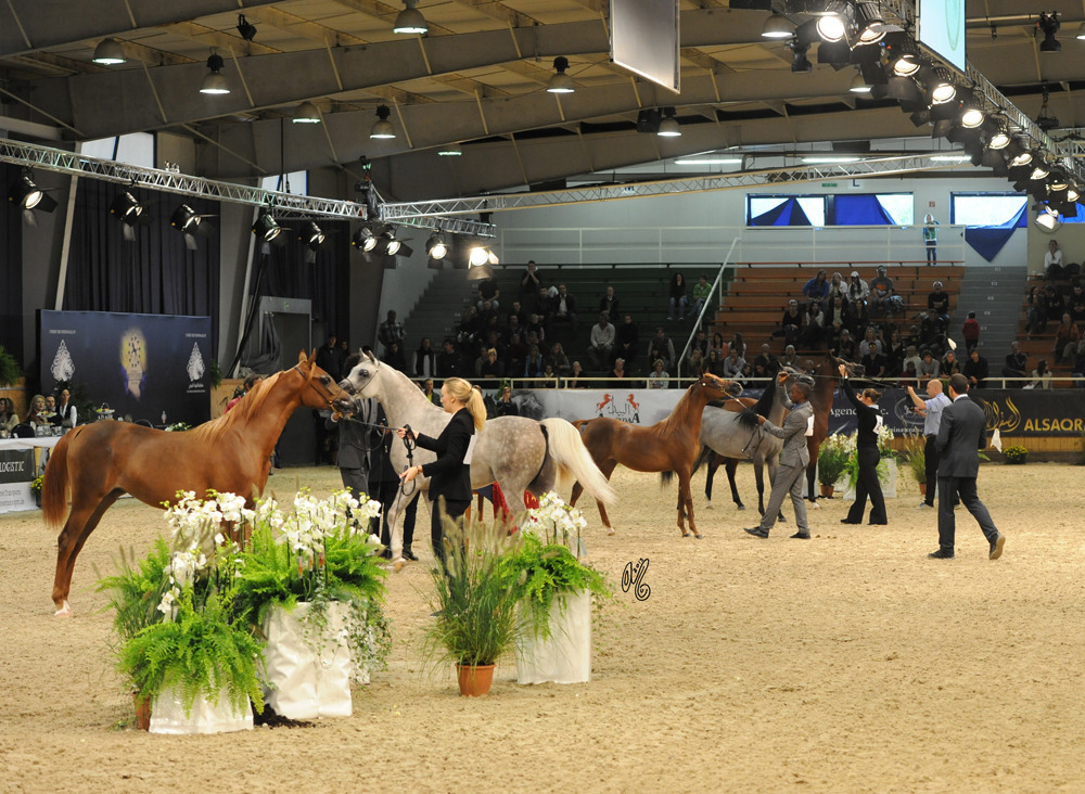 The competition for the prestigious Handlers Cup!
