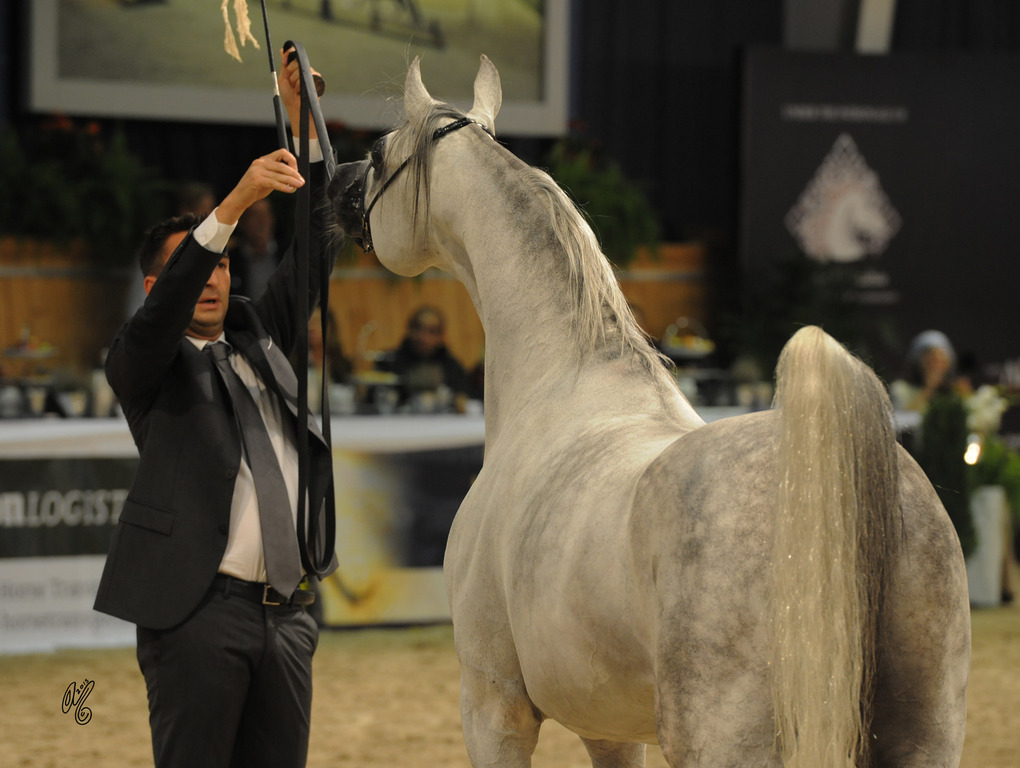 AJA Justafire (WH Justice X AJA First Love