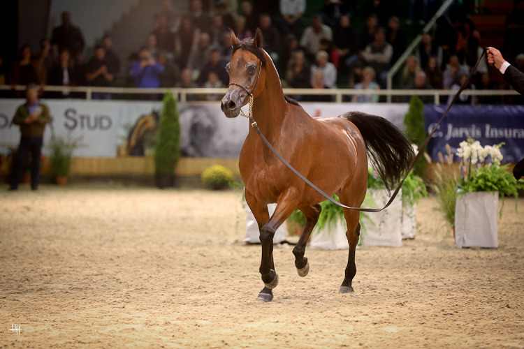 Senior Mare Silver Champion Pinga (Gazal Al Shaqab X Pilar),  photo by Henrike Hörmann 
