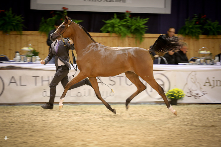  Yearling Filly Bronze Champion Rewayah Athbah (EKS Alihandro X Fedora RG), photo by Henrike Hörmann 