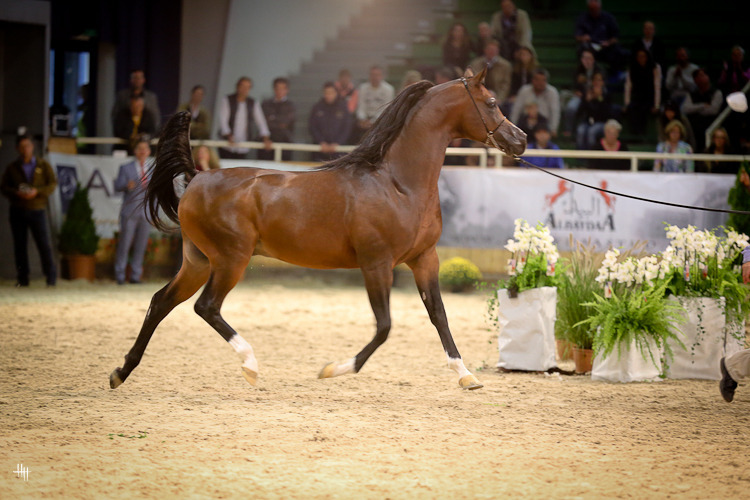 Senior Stallion Silver Champion Equator (QR Marc X Ekliptyka), photo by Henrike Hörmann 